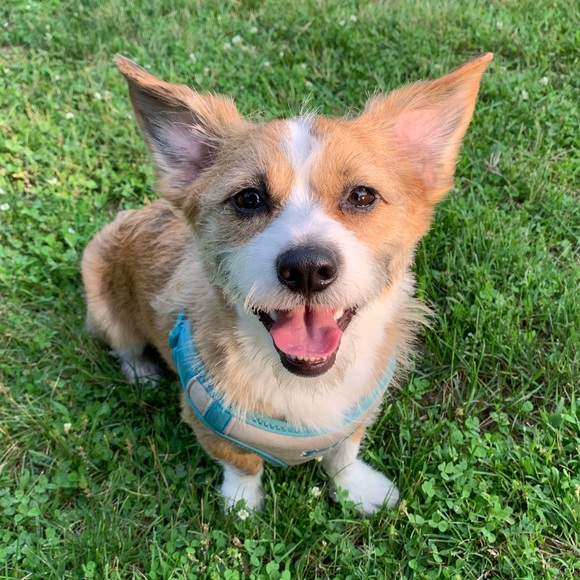 Meet your Posher, Olivia - Picture 4 of 5